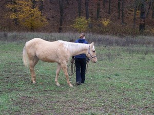 nsledovn