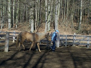 Nejprve je teba ulovit kon ve vbhu. (03.02.2008)