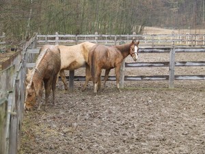 pindrov (2.3.2008)