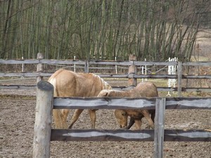 heb hrtky (2.3.2008)