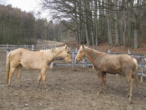 heb hrtky (2.3.2008)