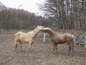 heb hrtky (2.3.2008)