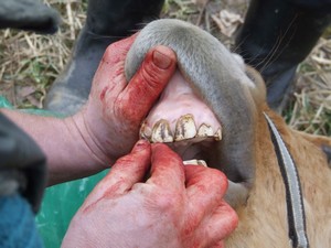 Pi kastrac doktor vytrhl rovnou i zkaen mln zub (4.3.2008)