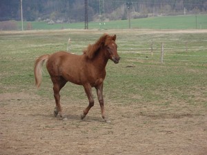 dal kamard. 10. msn Bobe (hucul x arab) (20.04.2008)