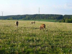 s kamarády na pastvě (12.05.2008)