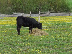 na pastvin je nov kamardka (01.05.2008)
