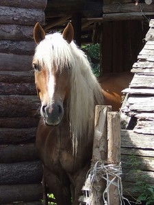 Czrek