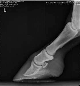 RTG Lev pedn (07.04.2008)